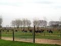 Klik voor vergroting Foto 6